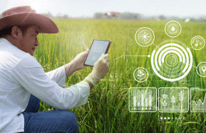 Man kneeling in outdoor field while using a mobile device to monitor agriculture smart technology